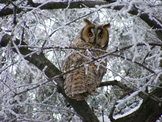 Image - Long-eared owl